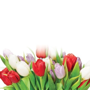
        
        Flower (Tulip) Tie-In        
      